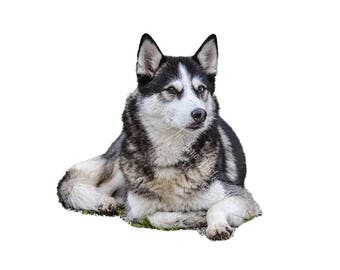 MIT Husky Malamut Dog Digital Overlay