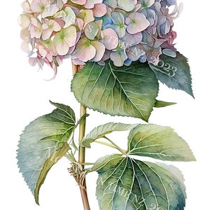 Op de afbeelding: Een aquarel van een hortensia met roze, blauwe en witte bloemblaadjes. De bloem zit op een stengel met groene bladeren.
