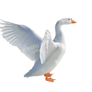 Oie des neiges blanche du moment, qui bat des ailes, superposition numérique