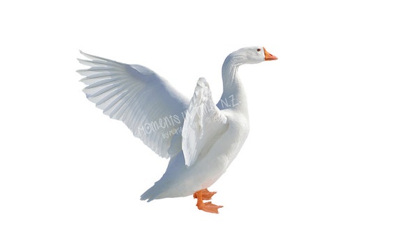 Download Moments In Time White Snow Goose Flapping Wings Overlay Etsy