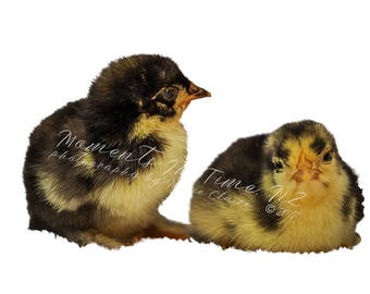 MIT 2 Black and Yellow Chicks Digital Overlay