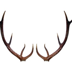 May include: Pair of brown deer antlers with multiple tines, set against a white background. The antlers have a natural, textured appearance, with visible markings and variations in color. Text is visible on the antlers.