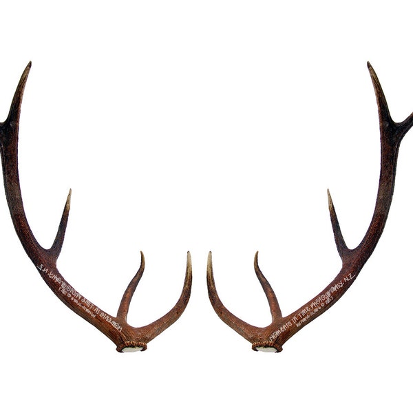 MIT Pair of Antlers Digital Overlay