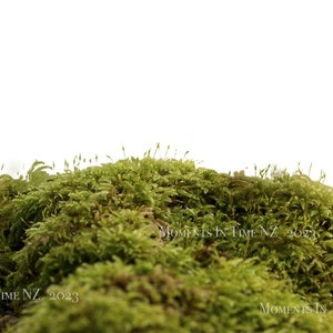 MIT Moss Digital Overlay
