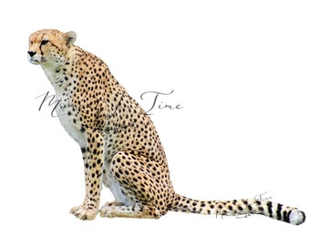 Showman ® Cheetah print overlay with teal leather.