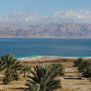 May include: A panoramic view of the Dead Sea with a blue sky and white clouds. The water is a light blue colour and the shore is a light brown colour. There are palm trees in the foreground.
