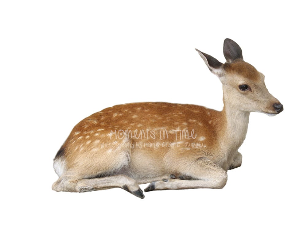 Moments in Time Deer Sitting Down Animal Overlay Etsy Australia
