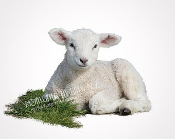 Moments In Time Lamb Farm Animal Digital Overlay