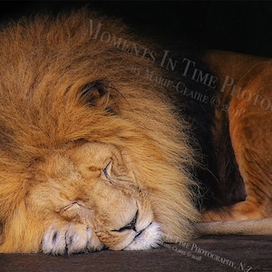 MIT Sleeping Lion Digital Background