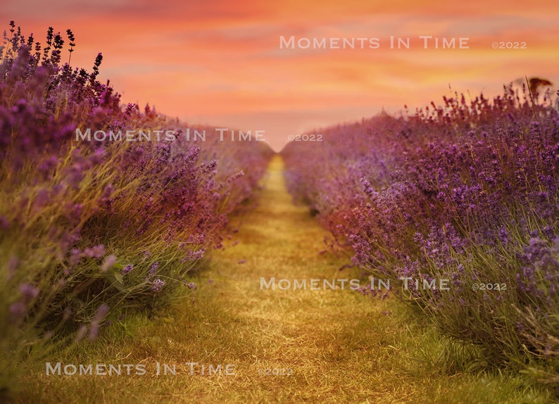 Mit Lavender Field Digital Background Etsy