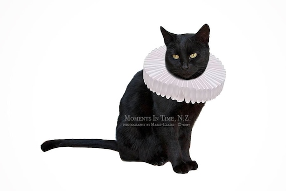 MIT Elizabethan White Ruffled Collar Digital Overlay