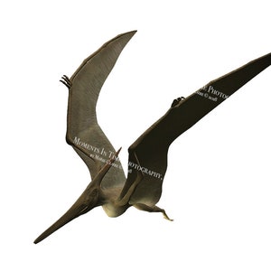 Cute Dinosaur Pterodactyl Pteranodon Flying Wood Shape Unfinished Piece  Cutout Craft DIY Projects - 4.70 Inch Size - 1/8 Inch Thick