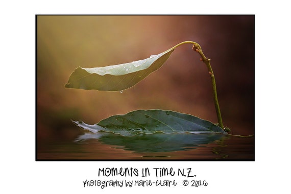 Moments in Time Newborn Leaf Boat Digital Background -  New