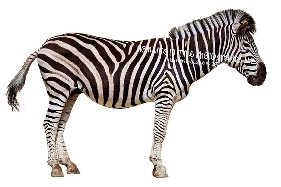 Home Decor Zebra Overlays for Photoshop Photoshop Overlays Zebra Overlays Instant Download Digital Download Animal Overlays Wall Art Drawing & Illustration Art & Collectibles Home Decor Zebra Overlays for Photoshop Photoshop Overlays Zebra Overlays Instant Download Digital Download Animal Overlays Wall Art Drawing & Illustration Art & Collectibles