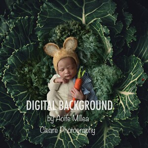Può includere: Un neonato con un cappello da coniglio marrone e un body bianco sta dormendo in un letto di foglie di cavolo verde. Il bambino tiene una piccola carota arancione. Il testo "DIGITAL BACKGROUND by Aoife Millea Cleare Photography" è nella parte inferiore dell'immagine.