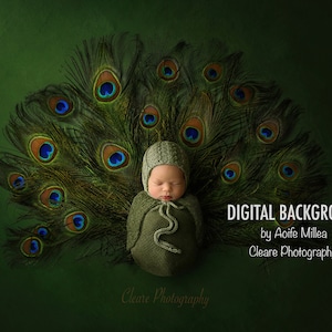 newborn peacock digital background