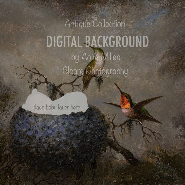 Hummingbird nest , antique collection . Layered newborn digital backdrop