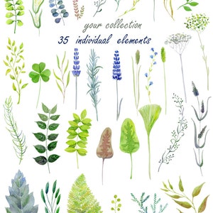Puede incluir: Una colecci&oacute;n de 35 ilustraciones de acuarela de varias hojas, flores y tallos verdes y azules. El texto "your collection 35 individual elements" est&aacute; escrito en el centro de la imagen.