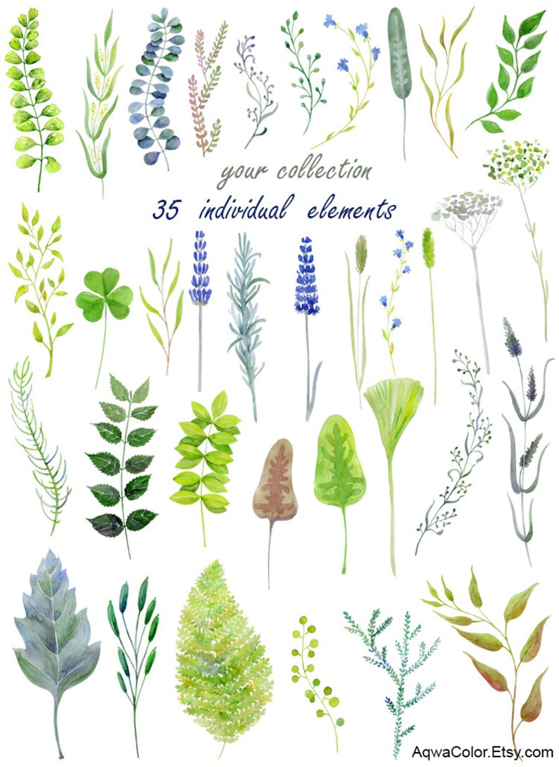 Puede incluir: Una colecci&oacute;n de 35 ilustraciones de acuarela de varias hojas, flores y tallos verdes y azules. El texto "your collection 35 individual elements" est&aacute; escrito en el centro de la imagen.