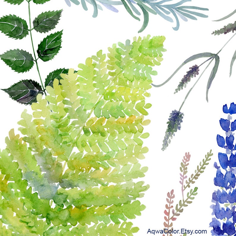 Puede incluir: Pintura acuarela de helechos verdes, lavanda y flores de lupino azules. La pintura est&aacute; sobre un fondo blanco.