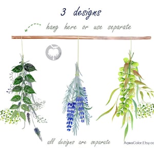 Puede incluir: Tres ilustraciones de acuarela de hierbas secas colgadas de una barra de madera. Las hierbas son lavanda, hojas verdes y una mezcla de hojas verdes y amarillas. El texto "3 designs" est&aacute; en la parte superior de la imagen, y el texto "all designs are separate" est&aacute; en la parte inferior de la imagen.