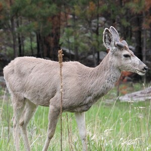 Deer by the Woods