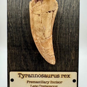 Tyrannosaurus Rex Replica Tooth Fossil - Jurassic Park Museum Display