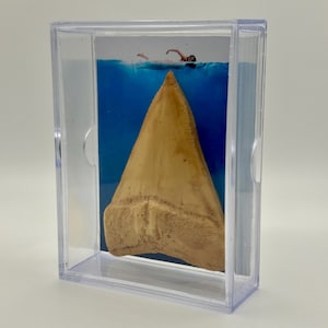 Replica Great White Shark Tooth Display