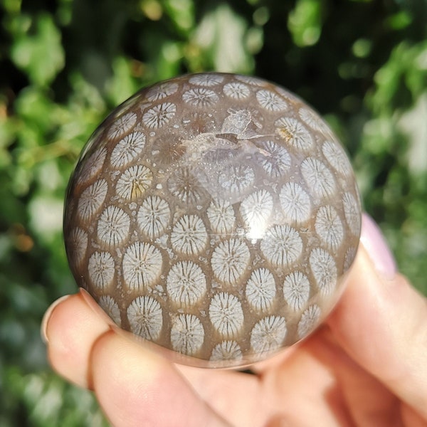 Sphère fossile de corail à motif de fleurs - Sphère de corail agatisé gris 183 g 51 mm Boule de corail fossilisé rare - Vies antérieures, sphère de développement spirituel