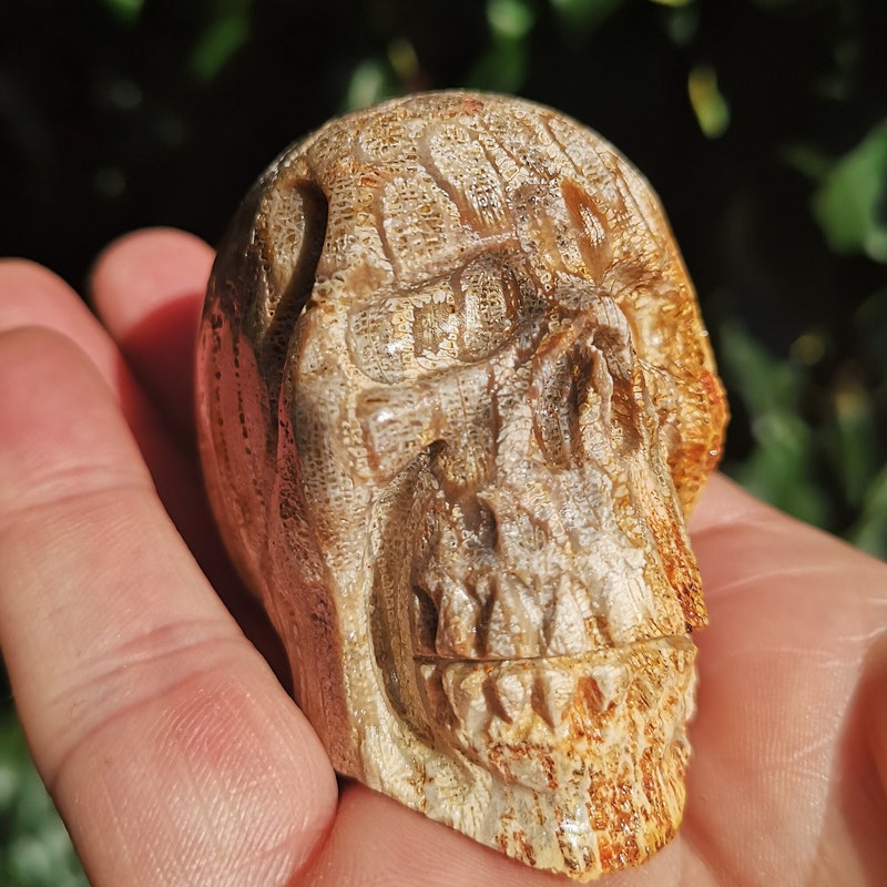 1/4 Inch Fossils - Etsy UK
