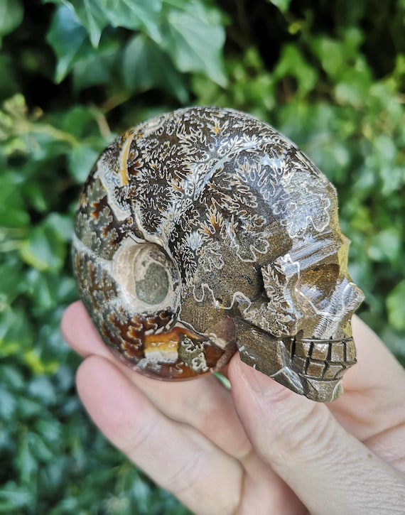 Ammonite Fossil Skull Carving 230g - Whole Ammonite Shell Carved Skull 85mm -Ancient Knowledge Protection Carving - Mind Body Spirit Balance