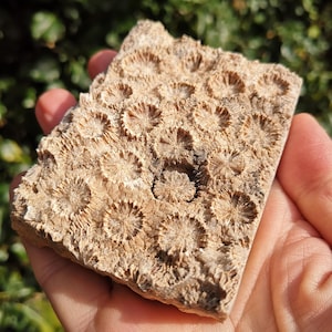 Fossil Coral Standing Slice - 220g Agatized Fossil Slab Display - Natural Agatised Sliced Fossil Coral - Ethical Raw Coral Fossil Collection