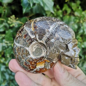 Puede incluir: Un ammonite fosilizado tallado en forma de cr&aacute;neo. El cr&aacute;neo es marr&oacute;n, gris y blanco con intrincados patrones.