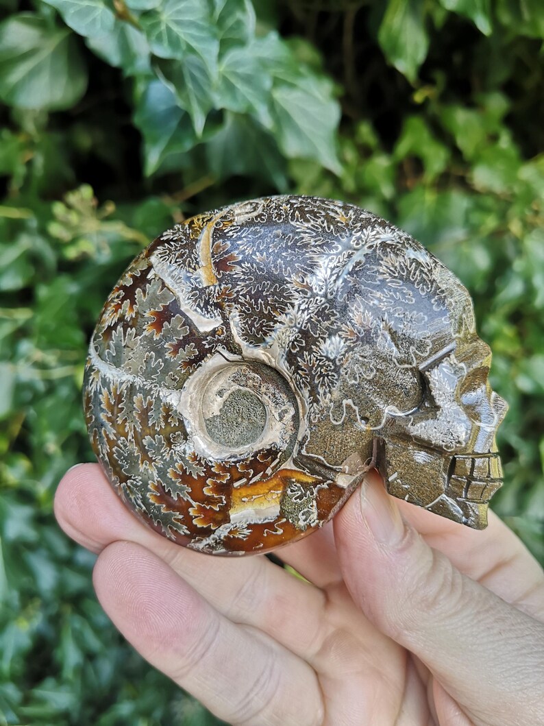 Puede incluir: Un ammonite fosilizado tallado en forma de cr&aacute;neo. El cr&aacute;neo es marr&oacute;n, gris y blanco con intrincados patrones.