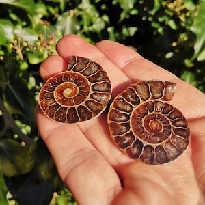 Ammonite Fossil Matching Pair - Opalised Fossil Ammonite Twin Set - Two Ammonite Fossil Shells 37mm - Sliced Ammonite