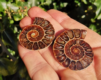 Ammonite Fossil Matching Pair - Opalised Fossil Ammonite Twin Set - Two Ammonite Fossil Shells 37mm - Sliced Ammonite
