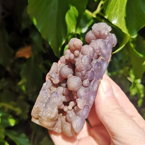 May include: A hand holds a piece of grape agate, a crystal formation. The agate features a cluster of small, round, purple and lavender spheres. The crystal has a rough, textured surface and a brownish base. Green leaves are in the background.