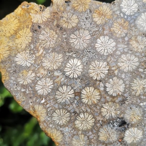 Fossil Coral Slice - 185g Agatized Fossil Slab - Natural Agatised Slice Fossil Coral - Very High Quality Pattern Polish Fossil Collection