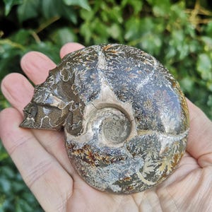 Puede incluir: Un amonite fosilizado con un patr&oacute;n de color marr&oacute;n, blanco y dorado. El amonite es una concha en espiral con una superficie lisa y pulida.