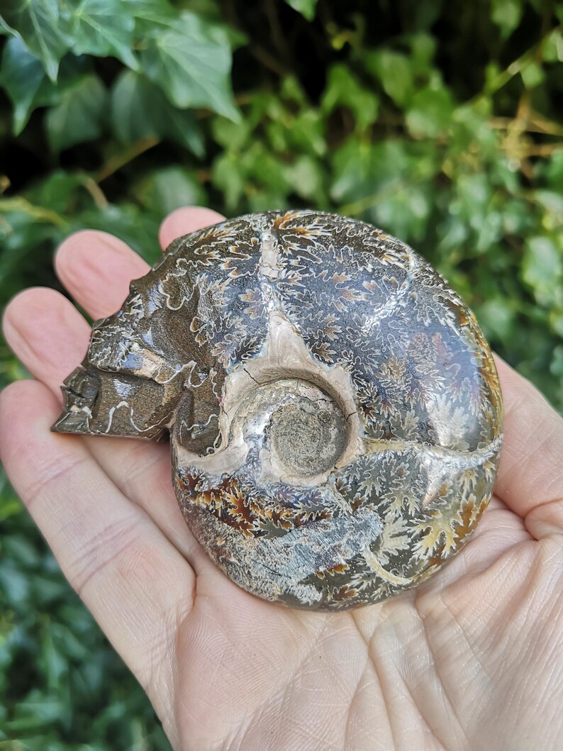 Puede incluir: Un amonite fosilizado con un patr&oacute;n de color marr&oacute;n, blanco y dorado. El amonite es una concha en espiral con una superficie lisa y pulida.