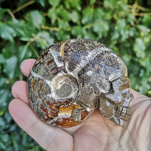 Puede incluir: Un amonite fosilizado tallado en forma de cr&aacute;neo. El amonite es marr&oacute;n y blanco con un patr&oacute;n de espiral. El cr&aacute;neo est&aacute; detallado con cuencas de los ojos y dientes.