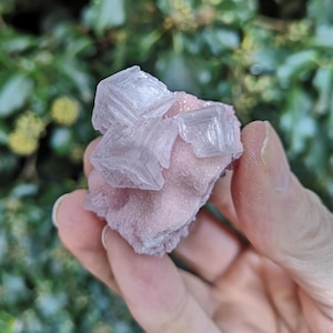 May include: A hand holding a cluster of crystals. The crystals are clear and cube-shaped, set on a pink, textured base. The background is blurred green foliage.