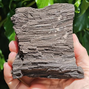 May include: A hand holding a dark brown, layered rock. The rock has a rectangular shape and is marked with horizontal lines, creating a textured surface. Green leaves form the background.