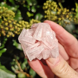 May include: A pale pink mineral specimen with a crystalline structure is held in a hand. The mineral has a layered appearance and a soft, translucent quality. The background is blurred with green foliage.