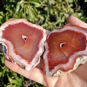 May include: Two agate slices with a red and white banded pattern. The agate slices are translucent and have a natural, irregular shape.