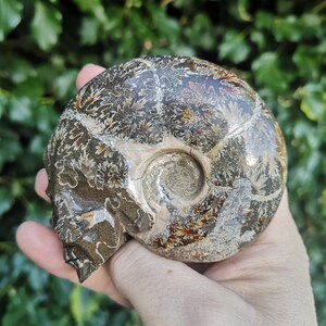 Puede incluir: Un ammonite fosilizado tallado en forma de cr&aacute;neo. El ammonite es marr&oacute;n, blanco y naranja con un patr&oacute;n de espiral.