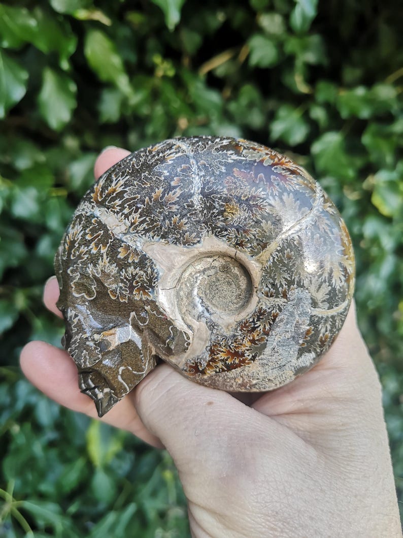Puede incluir: Un ammonite fosilizado tallado en forma de cr&aacute;neo. El ammonite es marr&oacute;n, blanco y naranja con un patr&oacute;n de espiral.