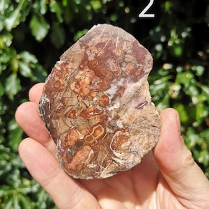 May include: A polished, irregularly shaped stone with a mix of brown, tan, and reddish-brown hues. The stone has a unique pattern with visible textures and markings. The number "2" is written in white on the top of the stone.