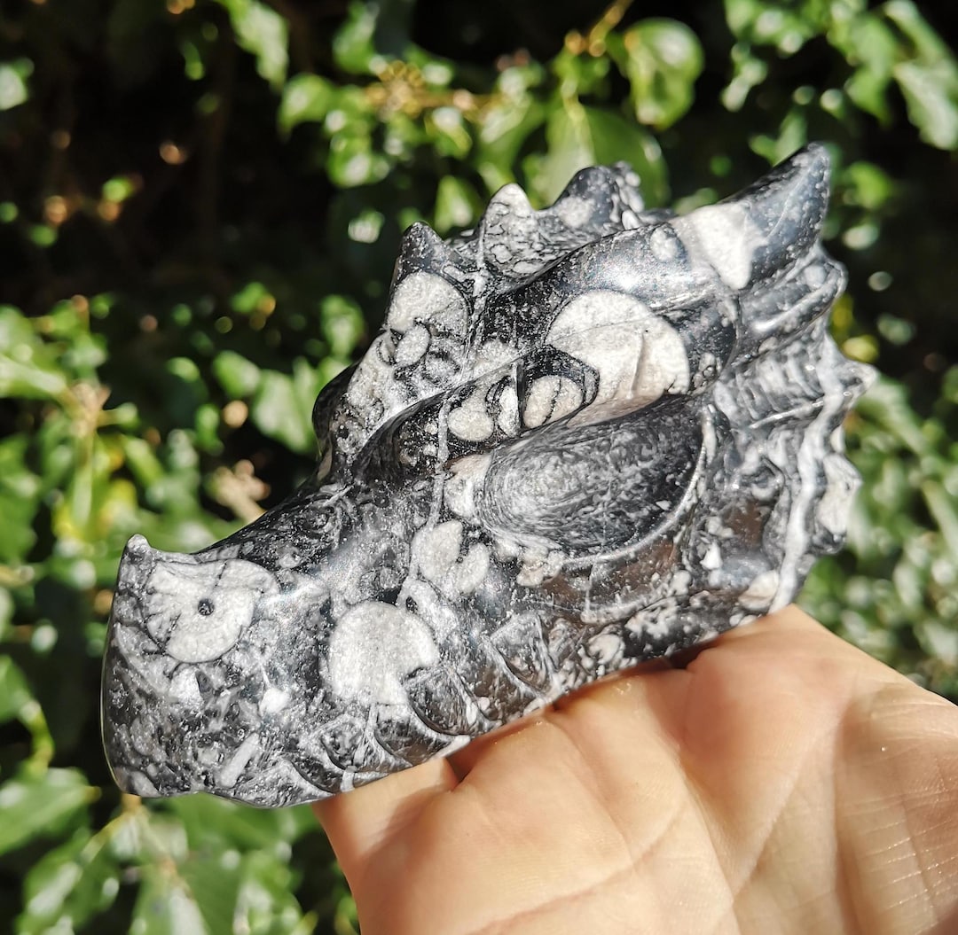 Dragon Shell Shell Fossil Dragon 513g - 4 1/2 Inch Crinoid Fossil Dragons Head - XL ...