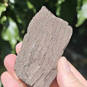 May include: A piece of petrified wood with a rough, fibrous texture and a brownish-grey colour. The surface displays distinct vertical grain patterns and mineralised layers that create a shimmering, crystalline appearance under the light.